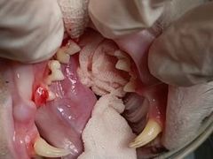 -艾贝尔宠物诊疗