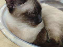 -喵园·猫主题咖啡厅·撸猫·猫咖(国贸店)