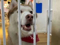-Husky Go! 哈士奇体验馆·宠物咖啡厅狗咖