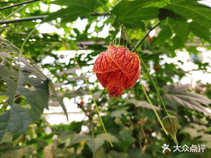 南宫五洲植物乐园图片