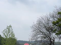 -大塘金香草谷
