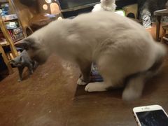 -猫猫幼稚园·撸猫·桌游·电玩