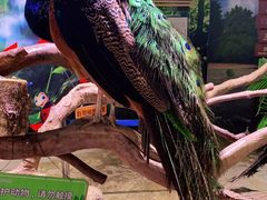 -正佳自然科学博物馆