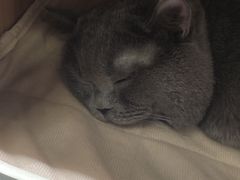 -COLOR PETS 撸猫馆·购猫·猫咖(长风大悦城店)