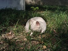 -西园寺