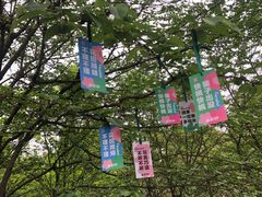 -南山植物园