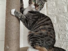 -平行世界·猫咖(首经贸店)