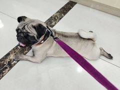 -宠颐生嘉德动物医院