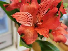 -花邻FloweringLife花艺气球派对(武康大楼店)