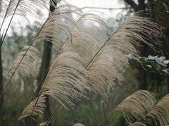 -桤木河湿地公园