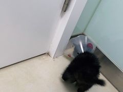 -宠福鑫康馨动物医院·骨科·眼科