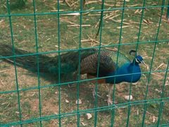 -桃源咖啡厅(武夷山大红袍山庄店)