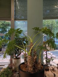 -娇玫荟SPA