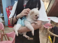 -汪说·狗咖(旺城大厦店)