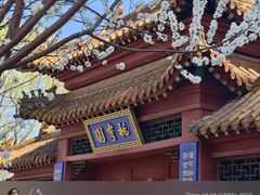 -桃花堤公园