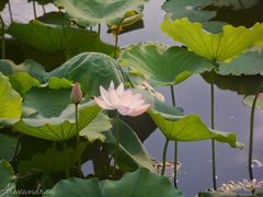 -荔湾湖公园