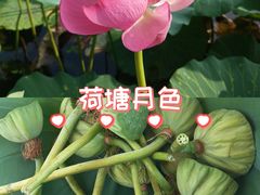-白洋淀景区