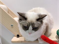 -COLOR PETS 撸猫馆·购猫·猫咖(长风大悦城店)