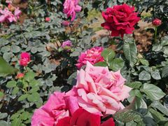 -人民公园(罗湖区)