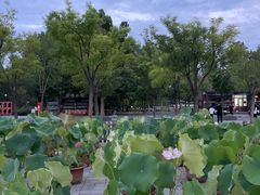 -莲花池公园