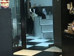 -Oh My Dog宠物沙龙(伊珊娜皮毛护理店)