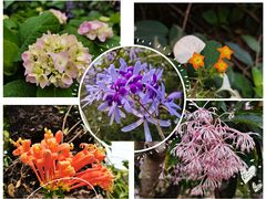 -中国科学院华南植物园