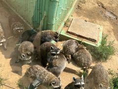 -秦皇岛野生动物园