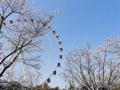 -顾村公园