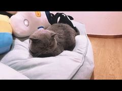 -1013 PET SHOP精品宠物商店(丁香店)