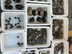 -青石桥花鸟鱼虫市场(叠翠城店)