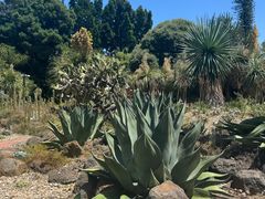 -墨尔本皇家植物园