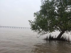 -宝安西湾红树林湿地公园