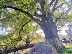 -千年银杏谷文化旅游区