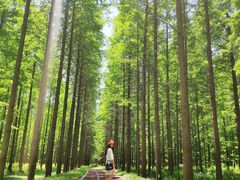 -黄海国家森林公园