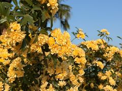 -霸王茶姬(上海恒基名人店)