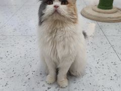 -喵园·猫主题咖啡厅·撸猫·猫咖(国贸店)