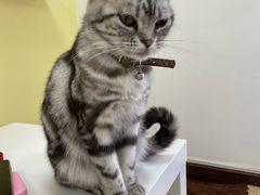 -三花喵·撸猫购宠·宠物生活馆(虹桥南丰城店)