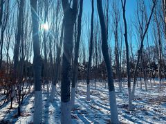 -大兴滨河森林公园