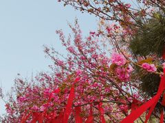 -西安青龙寺遗址景区