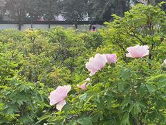 -洛阳市牡丹公园