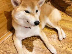 -柴务处·柴犬主题狗咖