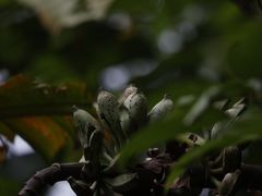 -海南热带雨林国家公园吊罗山景区