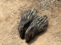 -青藏高原野生动物园