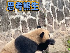 -都江堰中华大熊猫苑