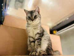 -猫儿山۰猫主题餐厅