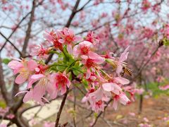 -天适樱花悠乐园