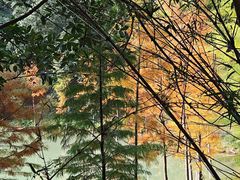 -广州白江湖森林公园