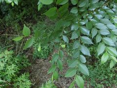 -碓臼峪自然风景区