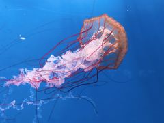 -大连老虎滩海洋公园