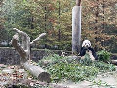 -都江堰中华大熊猫苑